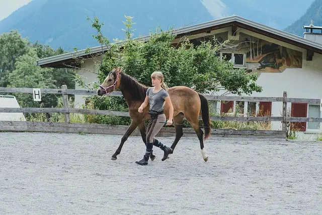 馬のトレーニング